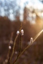 first willow tree buds opens in early spring outdoor with sun rays on background Royalty Free Stock Photo