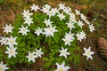 First windflowers growing in the forest, selective focus Royalty Free Stock Photo