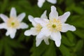 First windflowers growing in the forest, selective focus Royalty Free Stock Photo