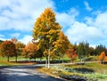 First winter snow and autumn trees near road Royalty Free Stock Photo
