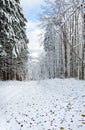 First winter snow and last autumn leafs in forest Royalty Free Stock Photo