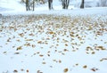 First winter snow and last autumn leafs in forest