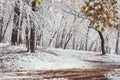 First winter snow and last autumn leaves Royalty Free Stock Photo