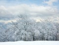 First winter snow and mountain beech forest Royalty Free Stock Photo