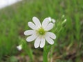 The first wite pure flower at spring