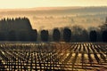 First world war military cemetery Royalty Free Stock Photo