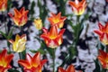 Tulips amazing spring flowers. Orange tulips flowers of love Royalty Free Stock Photo