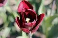 Tulips amazing spring flowers. Red tulips flowers of love Royalty Free Stock Photo