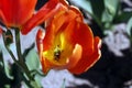 Tulips amazing spring flowers. Little soul of spring. Royalty Free Stock Photo