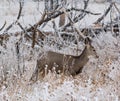 First year Mule Deer fawn Royalty Free Stock Photo