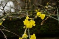 The first yellow blossoms of a border forsythia in spring upon an old stone wall with moss Royalty Free Stock Photo