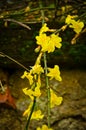 The first yellow blossoms of a border forsythia in spring upon an old stone wall with moss Royalty Free Stock Photo