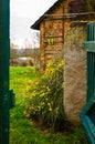 The first yellow blossoms of a border forsythia in spring upon an old stone wall with moss Royalty Free Stock Photo