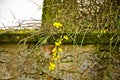 The first yellow blossoms of a border forsythia in spring upon an old stone wall with moss Royalty Free Stock Photo