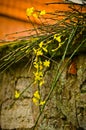 The first yellow blossoms of a border forsythia in spring upon an old stone wall with moss Royalty Free Stock Photo