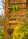 The first yellow blossoms of a border forsythia in spring upon an old stone wall with moss Royalty Free Stock Photo