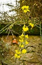 The first yellow blossoms of a border forsythia in spring upon an old stone wall with moss Royalty Free Stock Photo