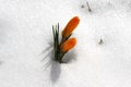 The first yellow crocus flowers make their way out from under the white snow under the spring sun Royalty Free Stock Photo