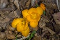 First yellow crocuses in early spring