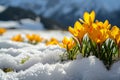 first yellow crocuses making their way out from under snow,against background spring mountain landscape,delight eye with bright Royalty Free Stock Photo