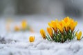 the first yellow crocuses making their way out from under the snow, delight the eye with bright colors, the concept of spring Royalty Free Stock Photo