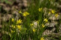 First yellow flowers grow in the grass