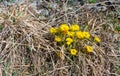 The first yellow flowers in the middle of dry grass