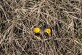 First yellow flowers in the old grass on the side of the road