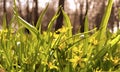 the first yellow flowers snowdrops bloomed in the city park Royalty Free Stock Photo