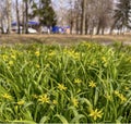 the first yellow flowers snowdrops bloomed in the city park Royalty Free Stock Photo