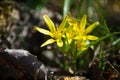 The first yellow flowers