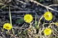 First yellow spring flowers. Floral natural background. Closeup. Royalty Free Stock Photo