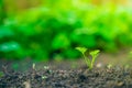 The first young carrot sprout in the soil close-up with a blurred background