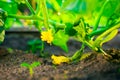 The first young cucumbers close-up on the garden bed. Blooming cucumbers at sunset Royalty Free Stock Photo