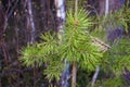 The first young fresh spring needles of pine - soft, light green, sticky, smell bitter resin