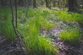 First young green grass in spring forest. Green meadow in spring