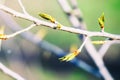 First young leaves of the kidneys