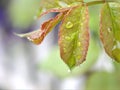 First young pink leaves of rose with water drops in garden for background and soft focus ,macro image ,sweet color Royalty Free Stock Photo