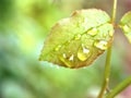 First young pink leaves of rose with water drops in garden for background and soft focus ,macro image ,sweet color Royalty Free Stock Photo