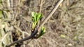 First young spring foliage on a tree. First spring leaves Royalty Free Stock Photo