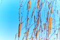 The first young spring yellow leaves and earrings of birch on a background of trees and blue sky in the rays of the Royalty Free Stock Photo