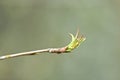 The first young sticky leaves of the apple tree. Spring background