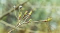 The first young sticky leaves of the apple tree. Spring background