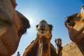 firstperson perspective of riders view from camelback Royalty Free Stock Photo