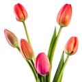 The firsts tulips Royalty Free Stock Photo