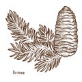 Firtree branch and cone composition, plant isolated icon