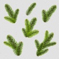 FirTree Isolated Isolated Transparent Background