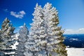 Firtrees in the snow and the mountains Royalty Free Stock Photo