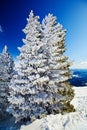Firtrees in the snow and the mountains Royalty Free Stock Photo