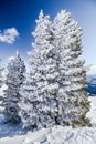 firtrees in the snow and the mountains Royalty Free Stock Photo